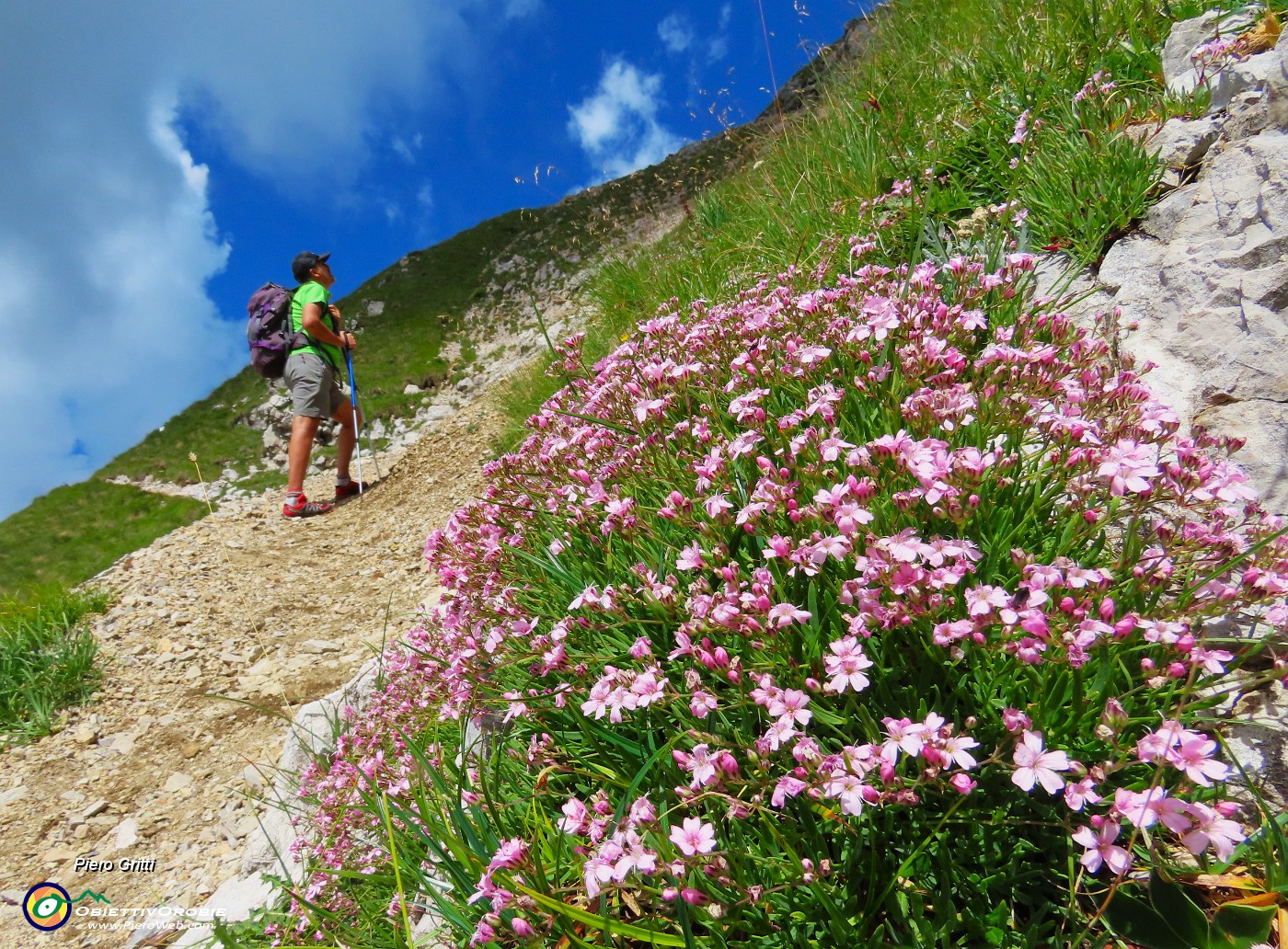 48 Silene aculis (Silene a cuscinetto).JPG